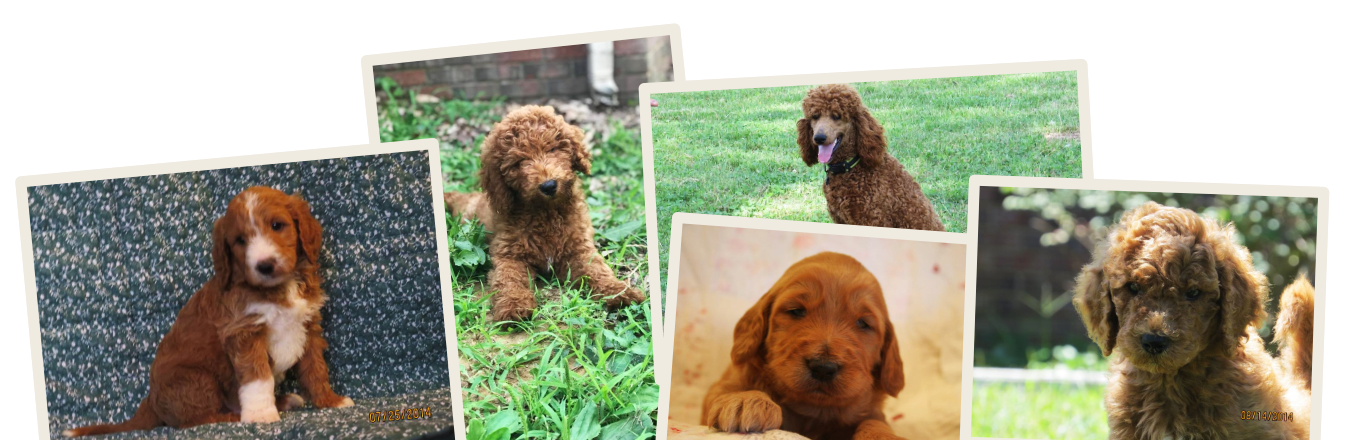 Puppy Collage