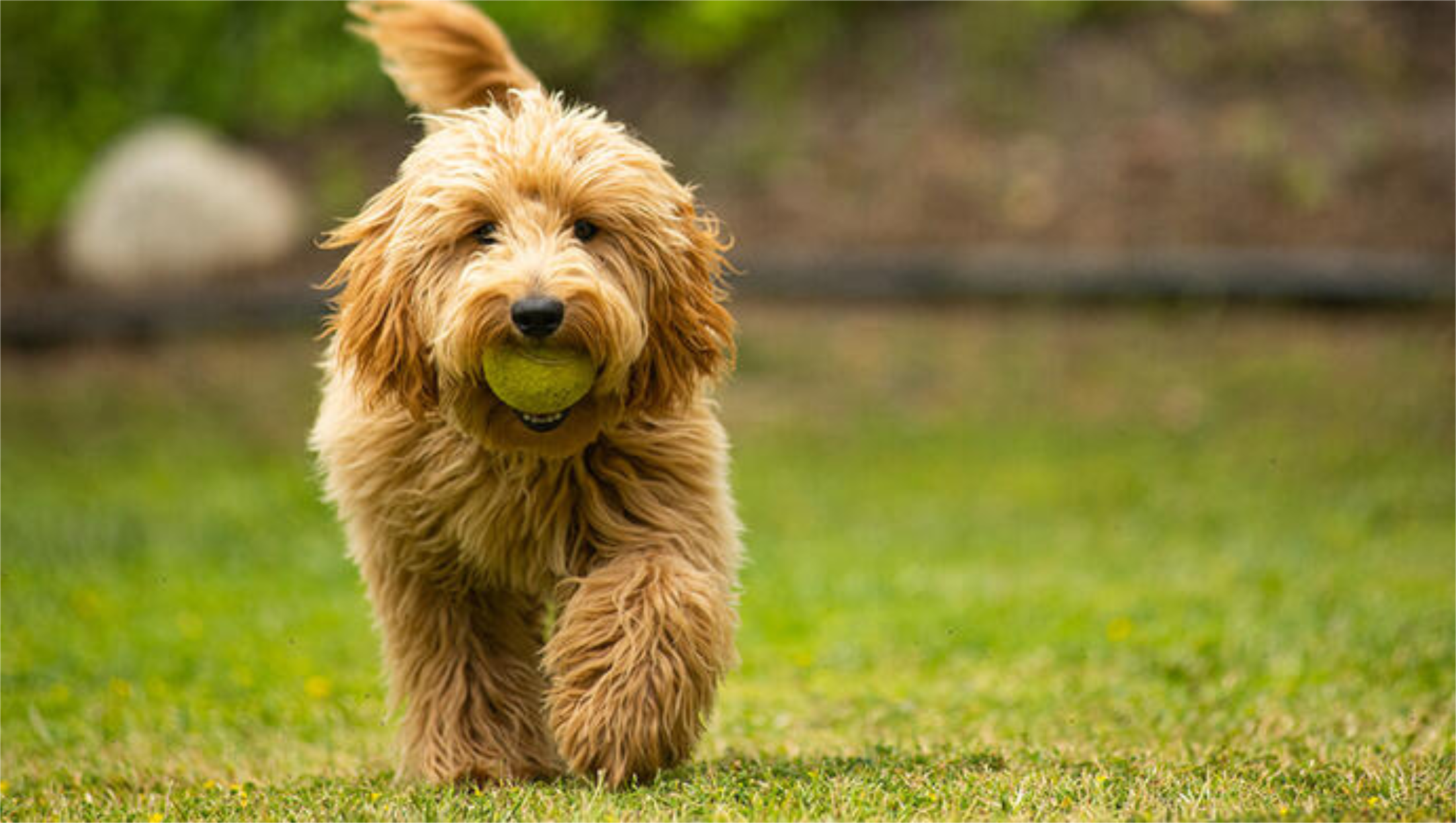You’re About to Meet Your New Best Friend!